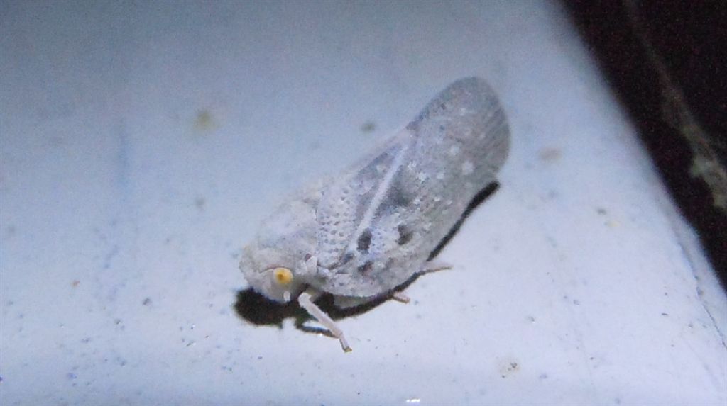 Cixiidae? No, Flatidae:  Metcalfa pruinosa.